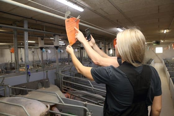 Why do pork producers use a traceability system?