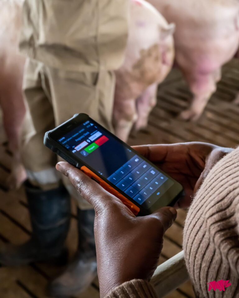 Taiibosch using smart pig management by Cloudfarms