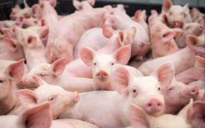 Small,Pigs,At,The,Farm,swine,In,The,Stall.,Meat,Industry.